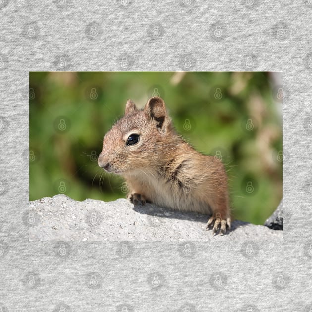 Young cascade golden-mantled ground squirrel by SDym Photography